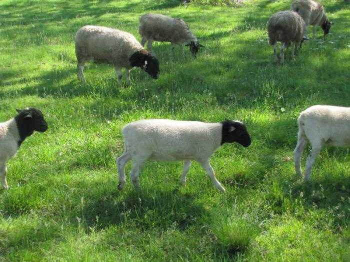Овцы породы дорпер — agroxxi