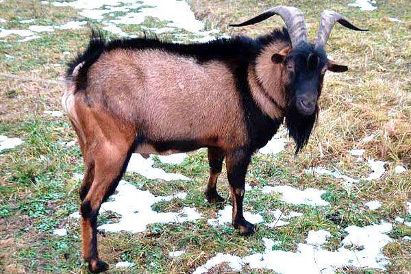 Чешские козы: описание породы и общая характеристика