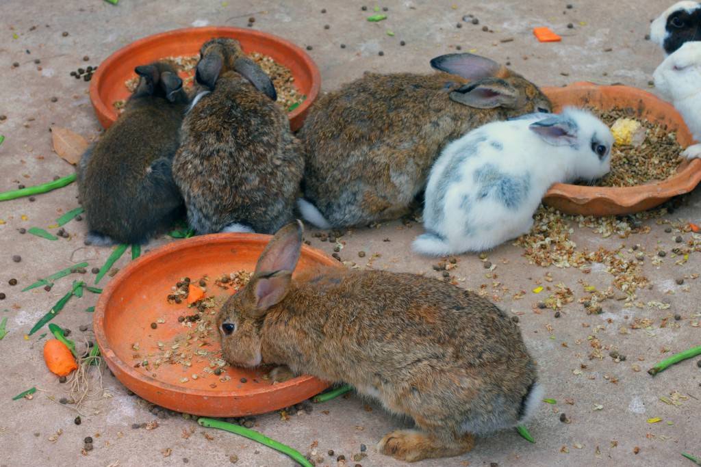 Как выкормить крольчат без крольчихи: чем кормить, сколько раз