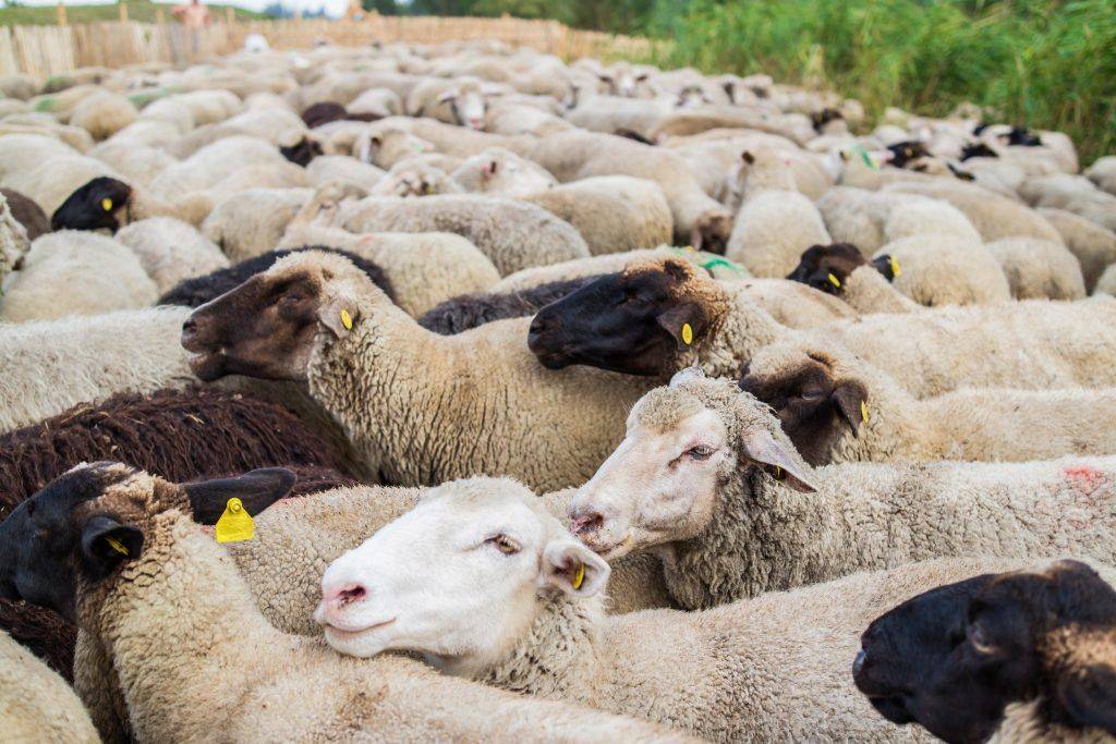 Содержание и разведение овец в личном хозяйстве
