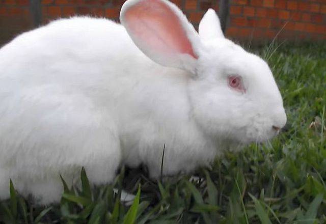 Характеристика кроликов белый великан: особенности ухода за альбиносами