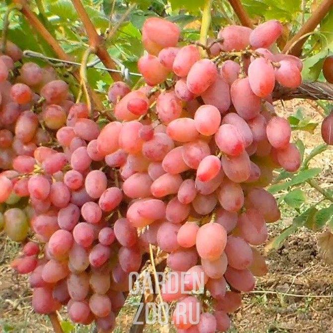 Описание сорта винограда виктор