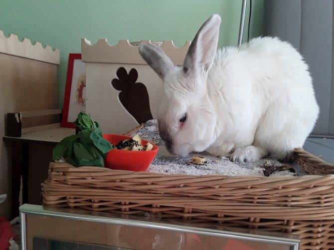 Уход и содержание карликовых декоративных кроликов