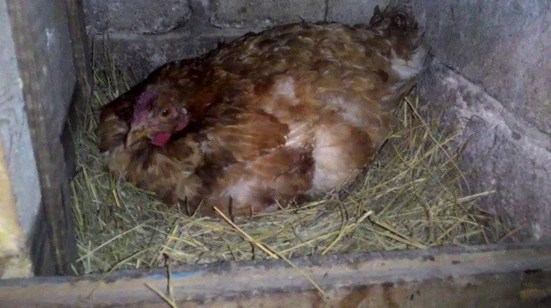 Курица-наседка: признаки материнского инстинкта и как его разбудить