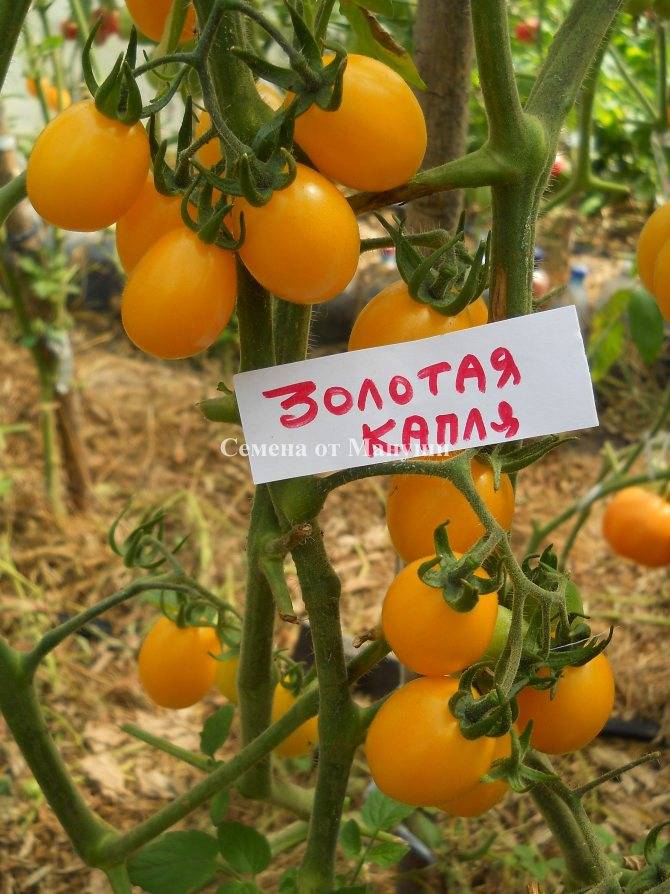 Крохотный вкусный томат медовая капля – особенности агротехники