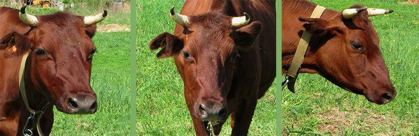 Описание и характеристики продуктивности Красногорбатовской породы коров