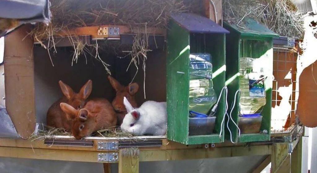 Надежные и безопасные поилки для кроликов