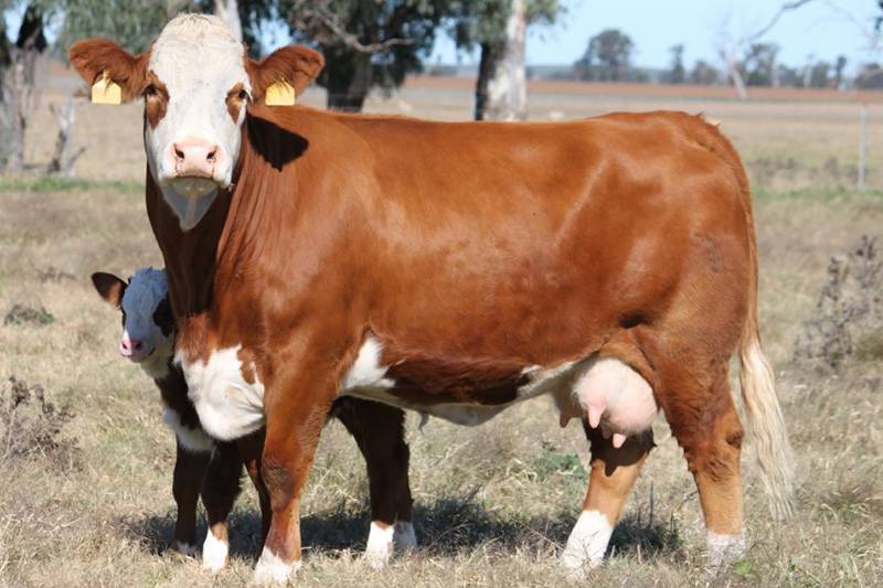 Симментальская порода коров: особенности и характеристика