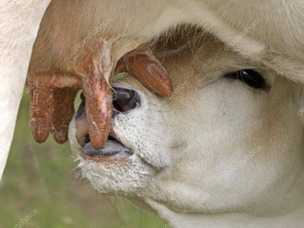 Отелилась корова, а молока нет: что делать, народные средства и лекарства