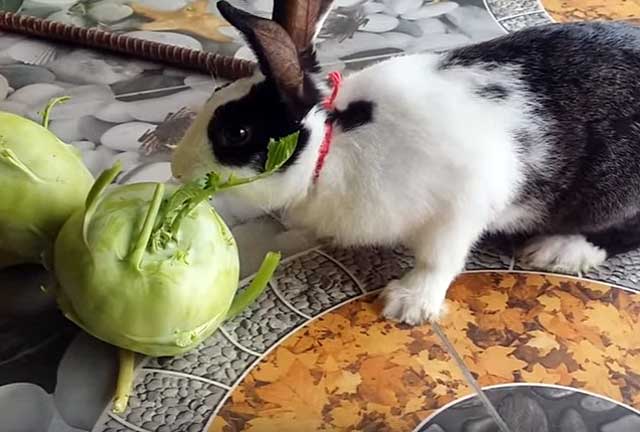 Какую капусту можно давать кроликам и можно ли вообще?