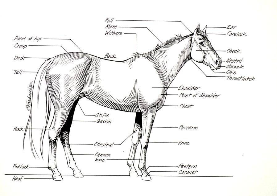 Что такое круп у лошади?