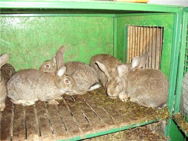 Породы кроликов - разведение и содержание кроликов - животноводство - собственник