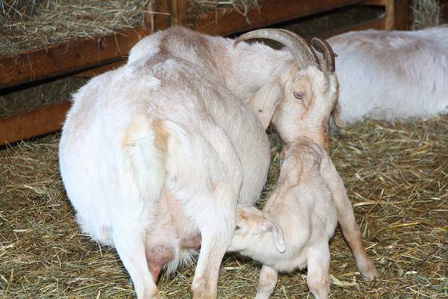 Беременность и роды козы — как ухаживать за козой и козлятами?