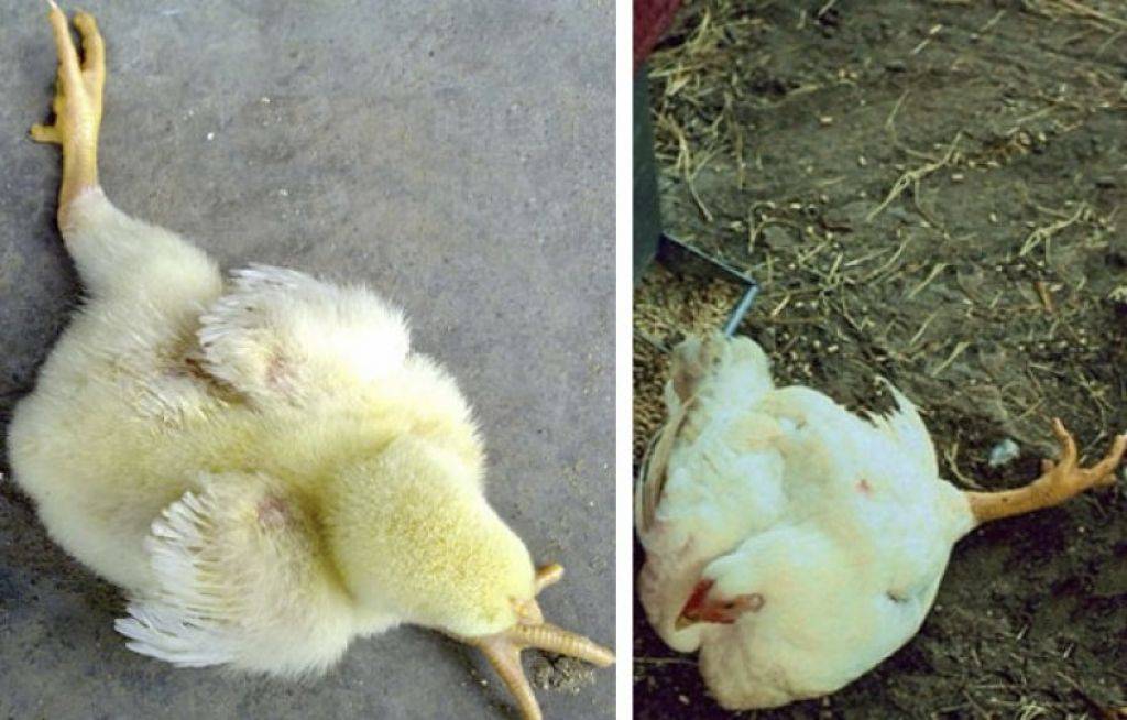 Бройлеры падают на ноги: почему падают двухнедельные цыплята и как их лечить, причины этого и что делать в домашних условиях