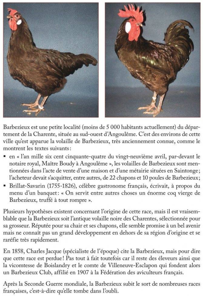 Порода кур барбёзьё: фото и описание