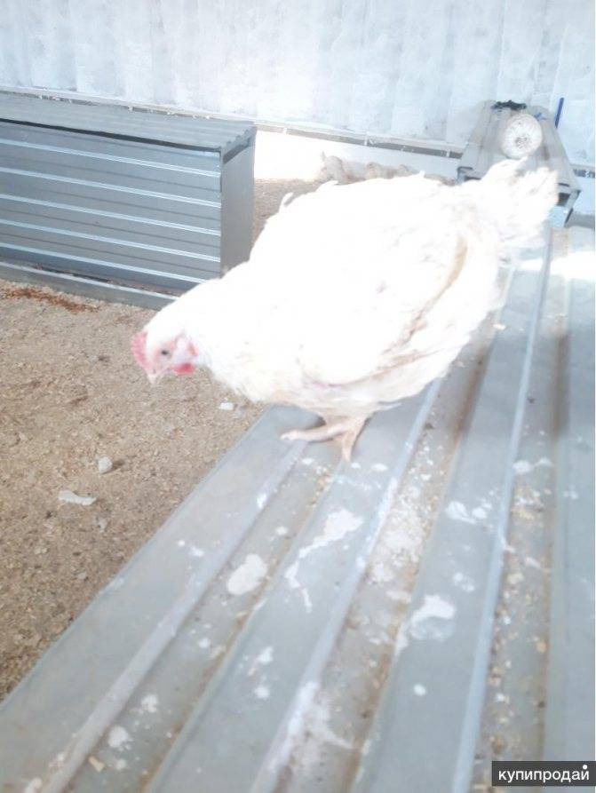 Как выращивать цыплят бройлеров кобб 500 в домашних условиях?