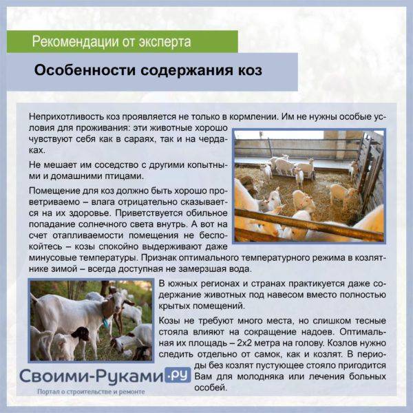 Содержание коз зимой без отопления в домашних условиях: чем кормить - полный рацион в зимнее время от moloko-chr.ru