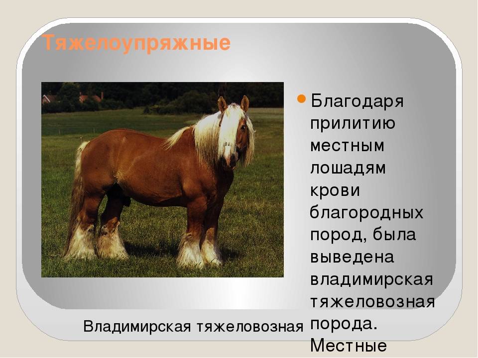 Породы лошадей с фото, названиями и описанием: какие виды бывают?