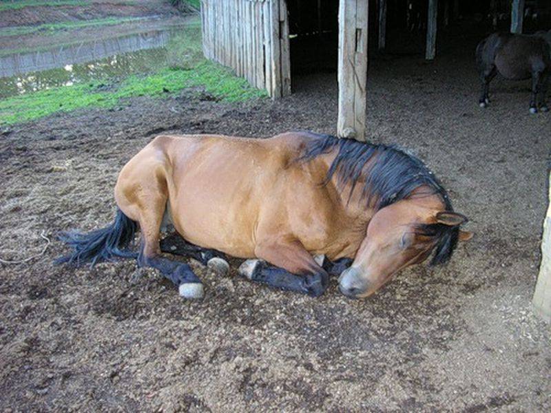 Как спят лошади? описание, фото и видео