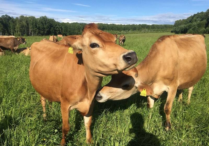 Джерсейская порода коров – особенности, достоинства, недостатки, правила ухода