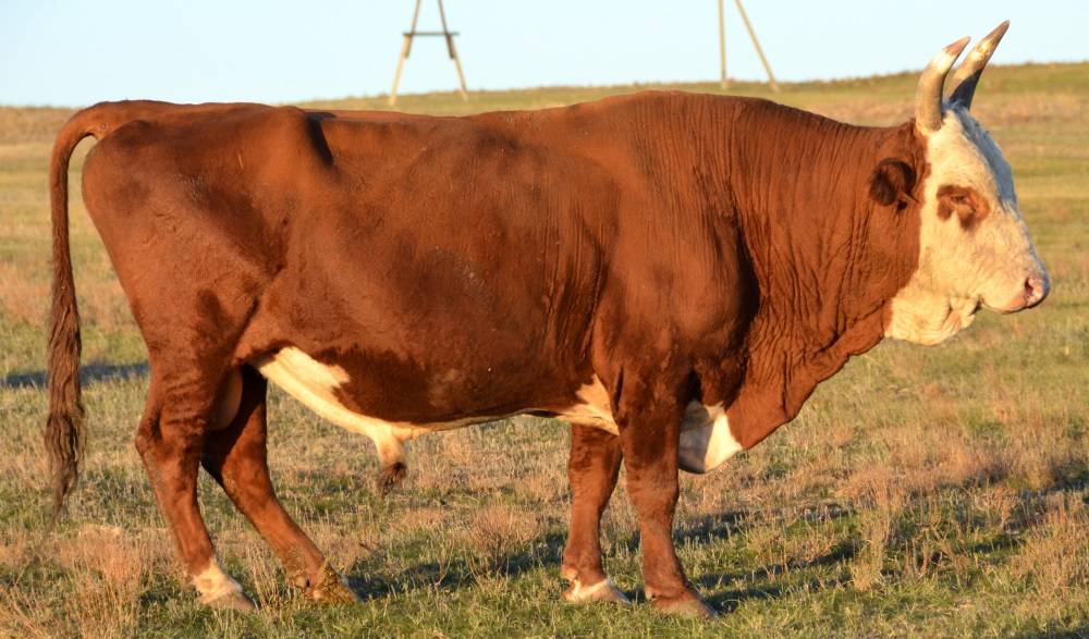 Калмыцкая порода коров: характеристика быков и бычков, скот крс