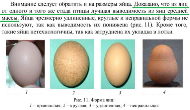 Режим инкубации куриных яиц: подробная инструкция, а также таблицы оптимальной температуры, влажности и других факторов по дням