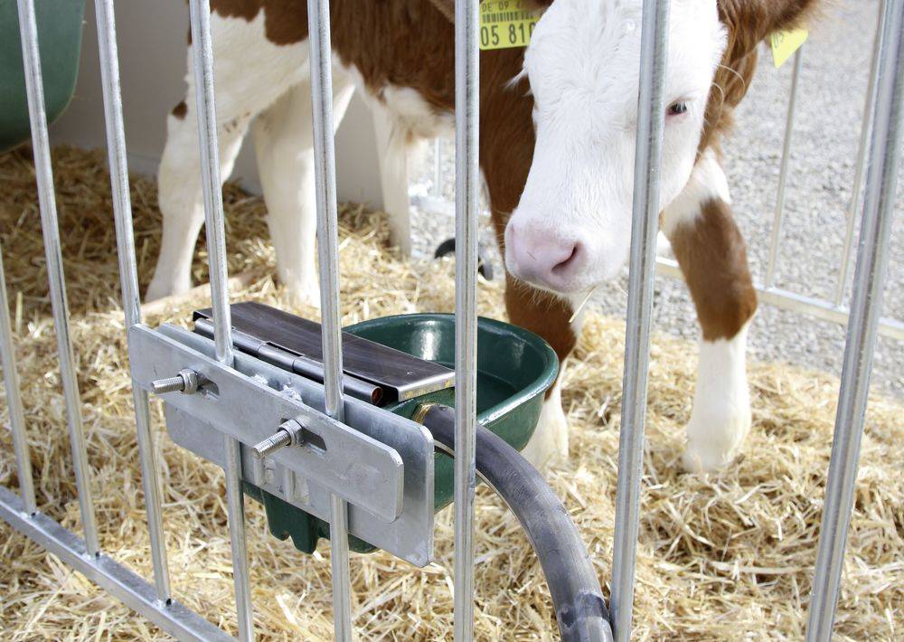 Домашние телята: разведение крупного рогатого скота и особенности выращивания телят. с чего начать и как содержать правильно (120 фото)