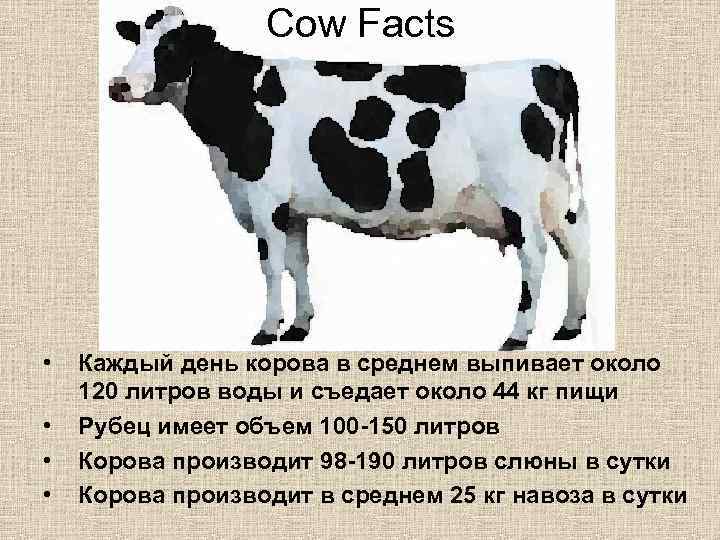 Сколько литров молока даёт корова