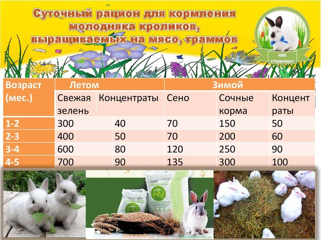 Заготовка кормов и сена для кролика
