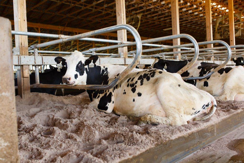 Системы и способы содержания молочного скота в летний и зимний периоды