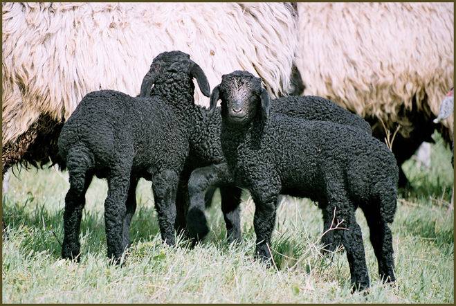 Курдючные породы овец