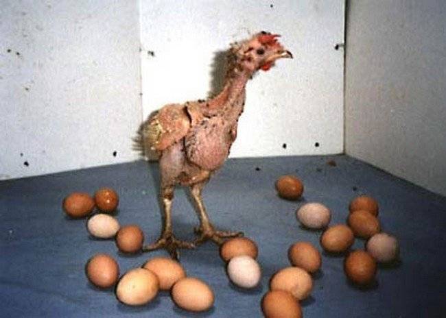 Синдром снижения яйценоскости кур - болезни домашней птицы