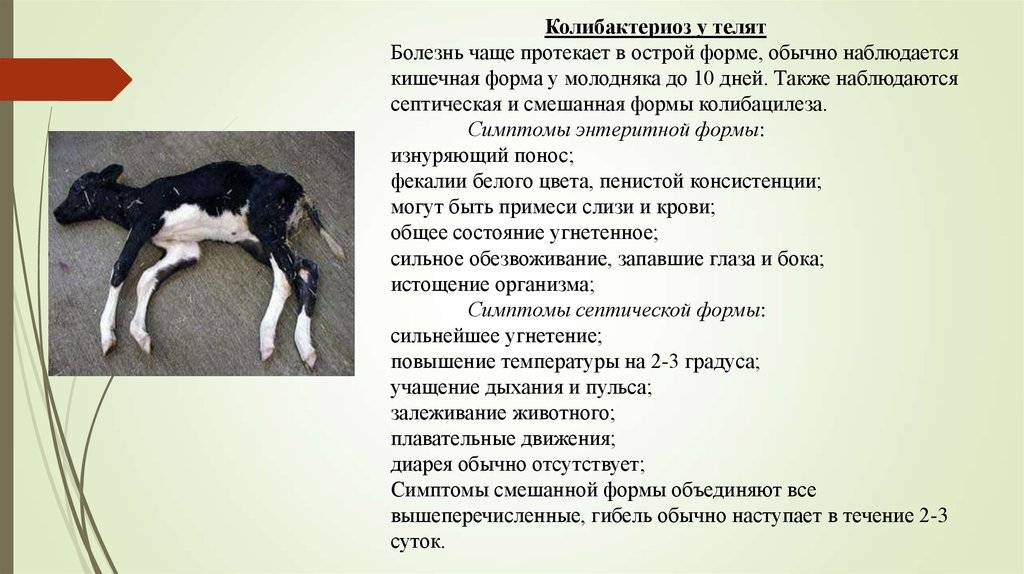 Псевдомоноз у животных: симптомы и лечение  | beleka.by
