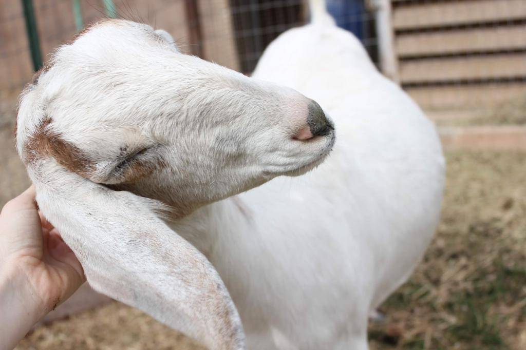 Сколько длится беременность у козы