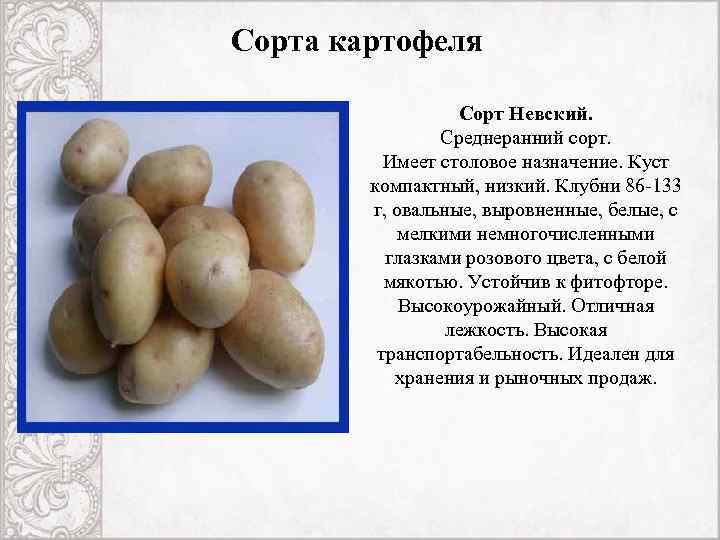 Сорт картофеля Невский
