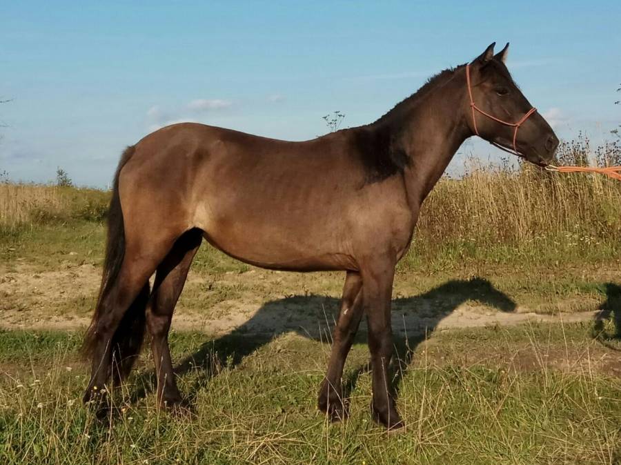 Башкирская порода лошадей: фото, описание, характеристика — selok.info