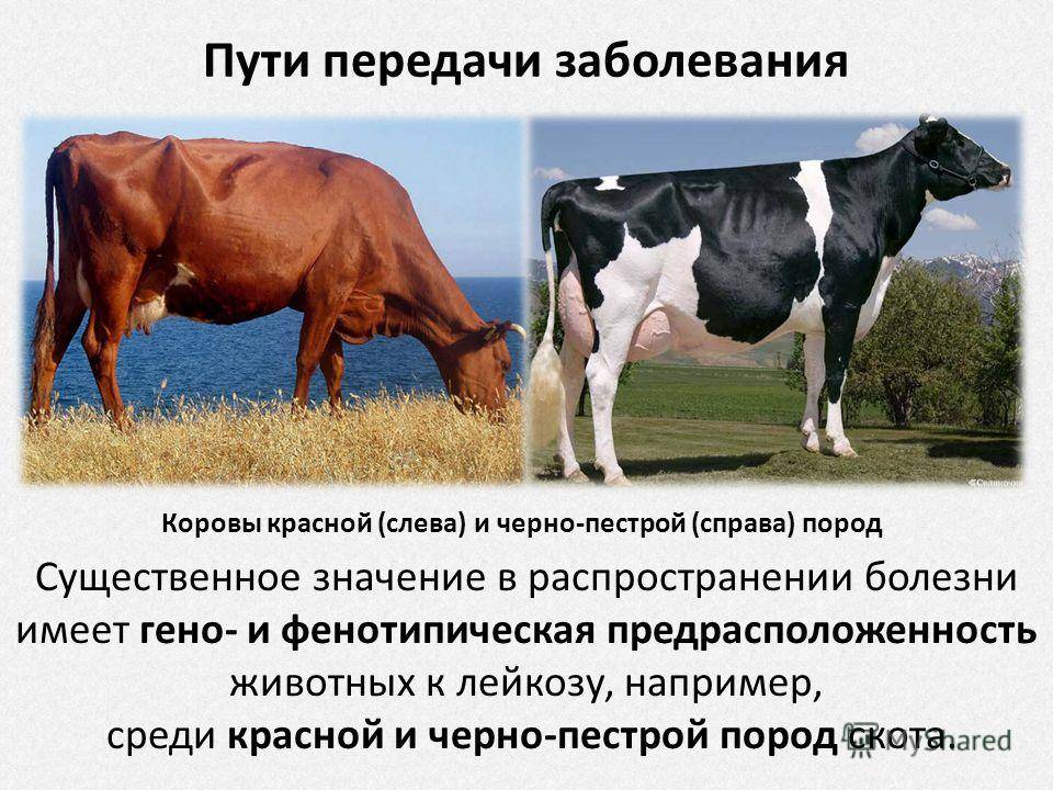 Лейкоз крс (лейкоз у коровы и козы): как передается лейкоз, опасность для человека, свойства молока
