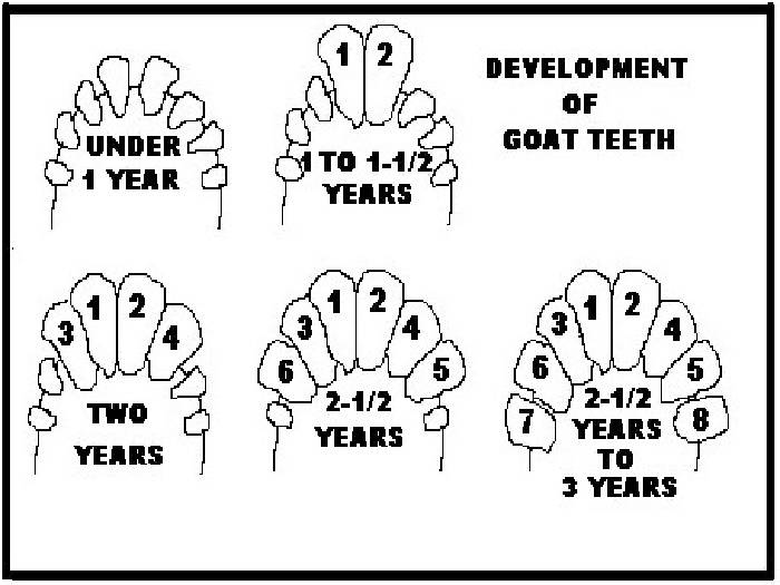 Сколько лет живут коровы?