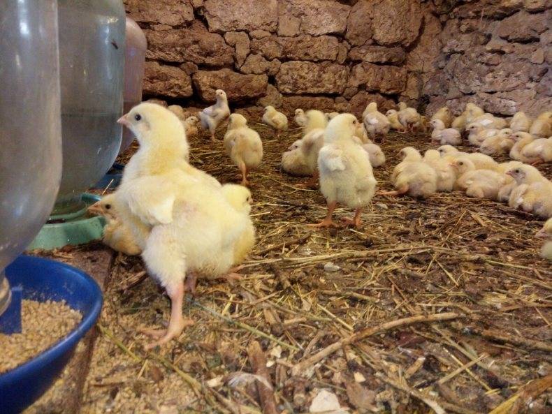 Выращивание бройлеров в домашних условиях: особенности содержания, ухода и кормления цыплят разного возраста