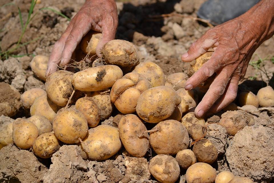 Как правильно хранить картошку зимой в частном доме без погреба