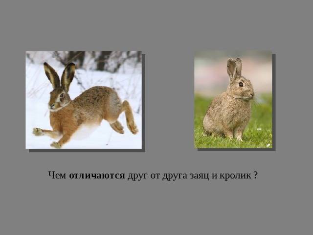 Кролик или заяц: а в чем отличие?