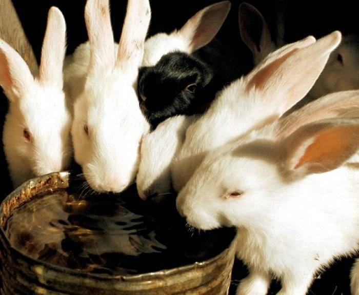 Как можно поить кроликов зимой, нормы и требования при уличном содержании