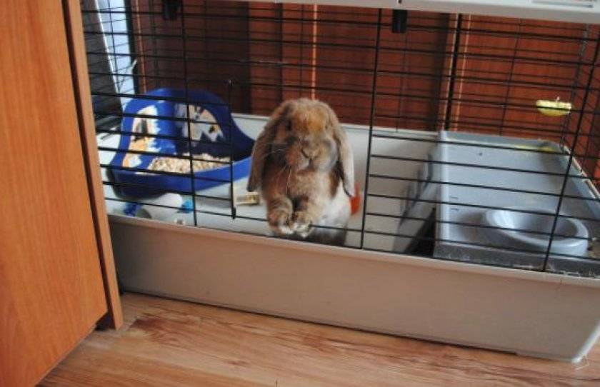 Ошибки при содержании кролика дома