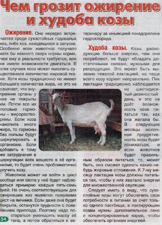Чем кормить козу чтобы было больше молока: рацион, состав комбикорма