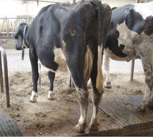 Симптомы и лечение кетоза у коров и крс: обзор способов и правильное питание
