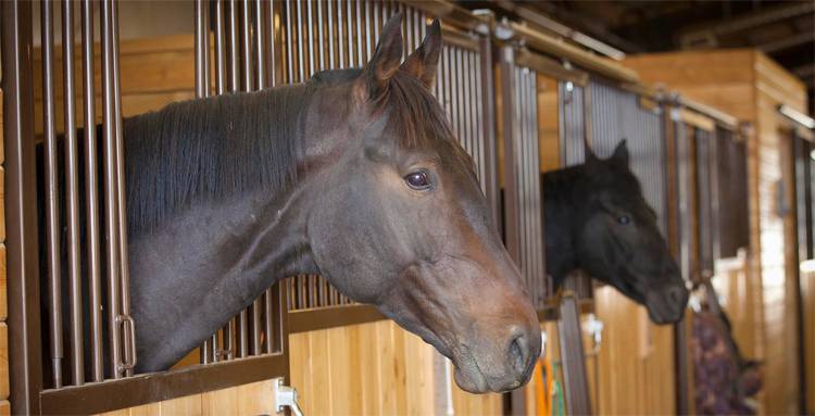 ᐉ содержание и уход за лошадьми в домашних условиях - zooon.ru