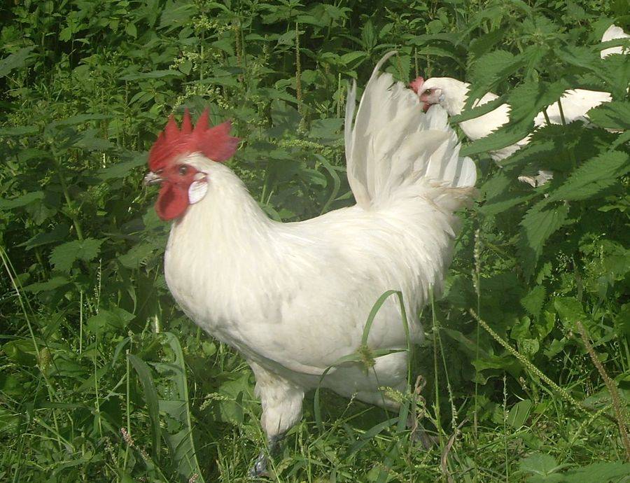 Бресс гальская порода кур: обзор птиц из Франции