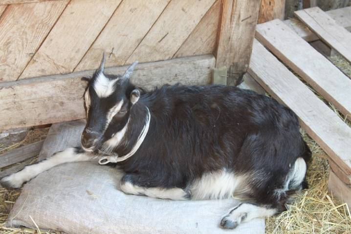 Камерунские козы: как вырастить карликовых коз в домашних условиях, отзывы о мини-породе