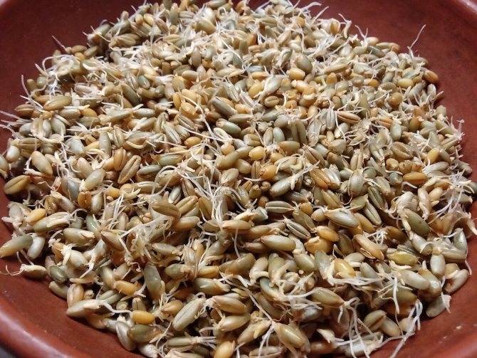 Как правильно прорастить пшеницу для кур и другое зерно в домашних условиях