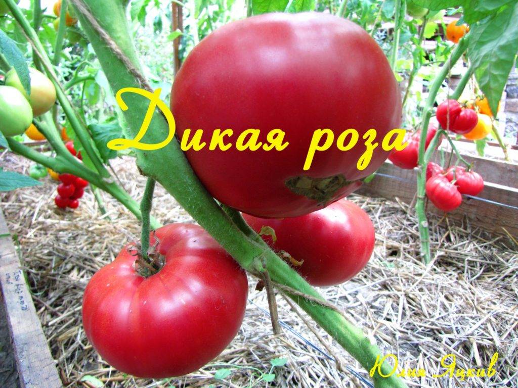 Томат дикая роза: характеристика и описание сорта помидоров, его преимущества и недостатки и отзывы дачников
